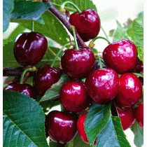 саженцы черешни