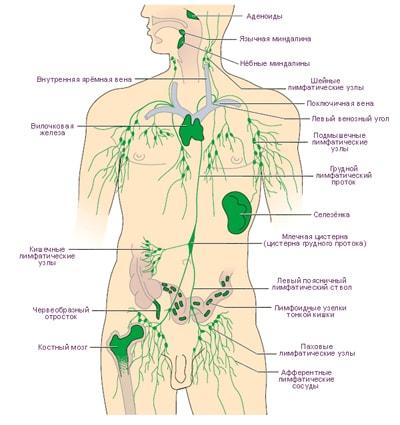 патологические микроорганизмы